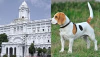 வளர்ப்பு நாய்களைத் தெருவில் விடும் உரிமையாளர்களுக்கு அபராதம்.....
