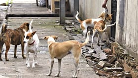 தமிழகத்தில் தீவிரமடையும் நாய்க்கடி அவலம்.. இந்த ஆண்டில் இதுவரை 4.68 லட்சம் பேர் பாதிப்பு; 24 பேர் உயிரிழந்த சோகம்!...