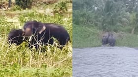 தென்காசியில் ஊருக்குள் புகுந்த காட்டு யானைகள்.. வனப்பகுதிக்குள் விரட்டும் பணிகள் தீவிரம்.....