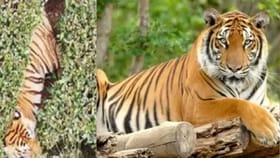 தொடர்ந்து மனிதர்களை வேட்டையாடும் ஆட்கொல்லி புலி – பிடிக்க தீவிரம் காட்டும் வனத்துறையினர்...