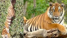 முதியவரை கொன்ற புலி…  டிரோன் உதவியுடன் தீவிரமாக தேடும் வனத்துறை...