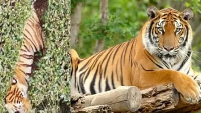 முதியவரை கொன்ற புலி... டிரோன் உதவியுடன் தீவிரமாக தேடும் வனத்துறை