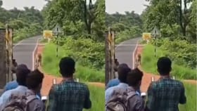 Viral Video : ஆபத்தை உணராத மக்கள்.. புலியின் அருகே நின்று புகைப்படம் எடுத்த வீடியோ வைரல்!...