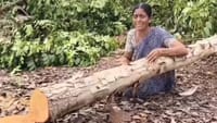 மரங்களை வெட்டியதால் கண்ணீர் விட்டு கதறி அழுத பெண்!...
