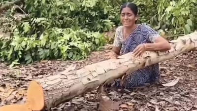 மரங்களை வெட்டியதால் கண்ணீர் விட்டு கதறி அழுத பெண்!