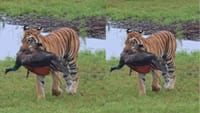 தேசிய பறவையை வேட்டையாடிய தேசிய விலங்கு - வைரல் வீடியோ!...