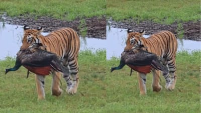தேசிய பறவையை வேட்டையாடிய தேசிய விலங்கு - வைரல் வீடியோ!