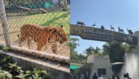 காட்டுக்குள் போகாமலே சஃபாரி! இந்தியாவின் முதல் விர்ச்சுவல் பூங்கா...