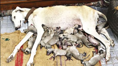 ஒரே பிரசவத்தில் 17 குட்டிகளை ஈன்ற சிப்பிப்பாறை நாய்!