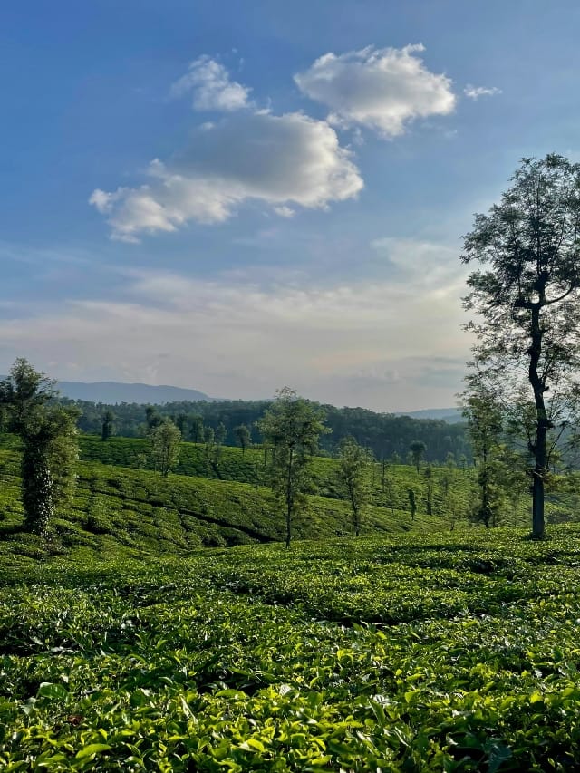 மழைக்காலத்தில் ஒருமுறையாவது கூர்க் போகணும்!