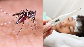 தமிழ்நாட்டில் டெங்கு பரவல் எச்சரிக்கை.. போர்க்கால அடிப்படையில் நடவடிக்கை எடுக்க ஆட்சியர்களுக்கு உத்தரவு!...