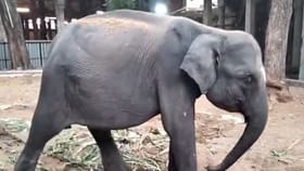 மதுரை மீனாட்சி அம்மன் கோயிலுக்கு வந்த ‘பார்வதி’ யானை!...