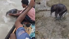 தண்ணீரில் தத்தளித்த யானைக் குட்டியை மீட்ட மீனவர்கள் - வைரல்!...