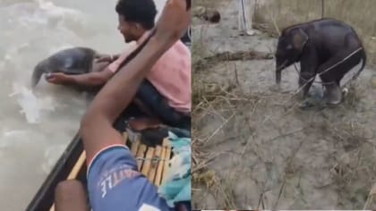 தண்ணீரில் தத்தளித்த யானைக் குட்டியை மீட்ட மீனவர்கள் - வைரல்!