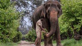 கொல்ஹாப்பூருக்கு திரும்பும் மாதுரி யானை.. 2 வாரங்களுக்கு ஒருமுறை மருத்துவ பரிசோதனை!...