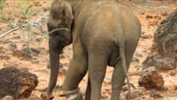 காலில் இரும்புக் கம்பியுடன் தவித்த பெண் யானை.....