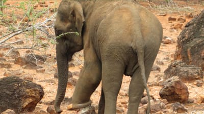 காலில் இரும்புக் கம்பியுடன் தவித்த பெண் யானை..