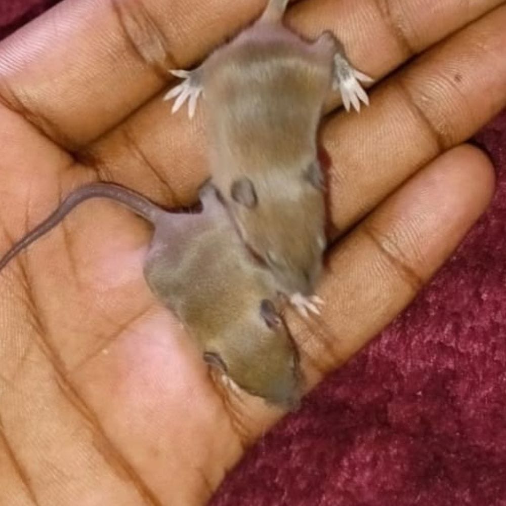 நான்கைந்து கிராம்புகளை மெல்லிய துணியில் வைத்து சிறிய பொட்டலமாக கட்டலாம்.
இந்தப் பொட்டலத்தை எலிகள் வரும் இடங்களில் வைக்கலாம்.
எலிகள் பதுங்கும் அல்லது குழி தோண்டும் பகுதிகளிலும் வைக்கலாம்.
கிராம்பின் வாசனை இயற்கையான தடுப்பு முறையாக பயன்படுத்தப்படுகிறது.