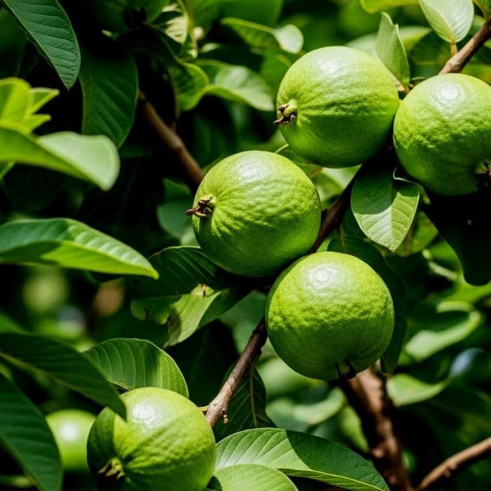 ஆரஞ்சு, எலுமிச்சை மற்றும் கிரேப்ஃப்ரூட் போன்ற சிட்ரஸ் வகை பழங்கள் வைட்டமின் சி சத்தைப் பெற மிகச்சிறந்த ஆதாரங்களாக விளங்குகின்றன. உதாரணமாக ஒரு நடுத்தர அளவிலான ஆரஞ்சுப் பழத்தில் இருந்து மட்டுமே நமது உடலுக்கு தோராயமாக 70 மில்லிகிராம் வைட்டமின் சி கிடைக்கிறது. இவை உடலில் உள்ள செல்லுலார் சேதத்தைத் தடுத்து சுறுசுறுப்பையும் புத்துணர்ச்சியையும் நாள் முழுவதும் தக்கவைக்க உதவுகின்றன. மேலும் இப்பழங்களில் உள்ள இயற்கைச் சாறுகள் கோடைகாலத்தில் உடலை எப்போதும் நீரேற்றத்துடன் வைத்துக்கொள்ளவும் உதவுகின்றன.
