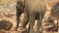 இரும்பு கம்பியில் சிக்கி பலத்த காயமடைந்த காட்டு யானை!...