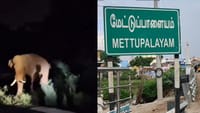மேட்டுப்பாளையத்தில் மீண்டும் உலா வந்த பாகுபலி யானை.....