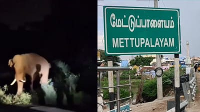 மேட்டுப்பாளையத்தில் மீண்டும் உலா வந்த பாகுபலி யானை..