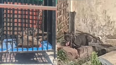 தடியால் அடித்தும் விடாமல் பெண்ணை கடித்த பிட் புல் நாய்