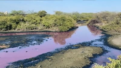 தொழிற்சாலை கழிவால் இளஞ்சிவப்பு நிறமாக மாறிய ஆறு..