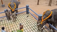 சாடிவயல் யானைகள் முகாமில் விநாயகர் சதுர்த்தி விழா.....