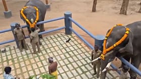 சாடிவயல் யானைகள் முகாமில் விநாயகர் சதுர்த்தி விழா.....
