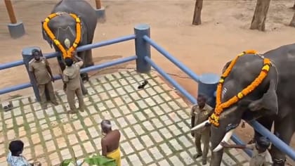 சாடிவயல் யானைகள் முகாமில் விநாயகர் சதுர்த்தி விழா..
