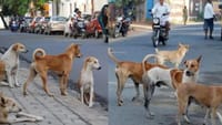 10க்கும் மேற்பட்ட தெருநாய்கள் கடித்து முதியவர் பரிதாப மரணம்...