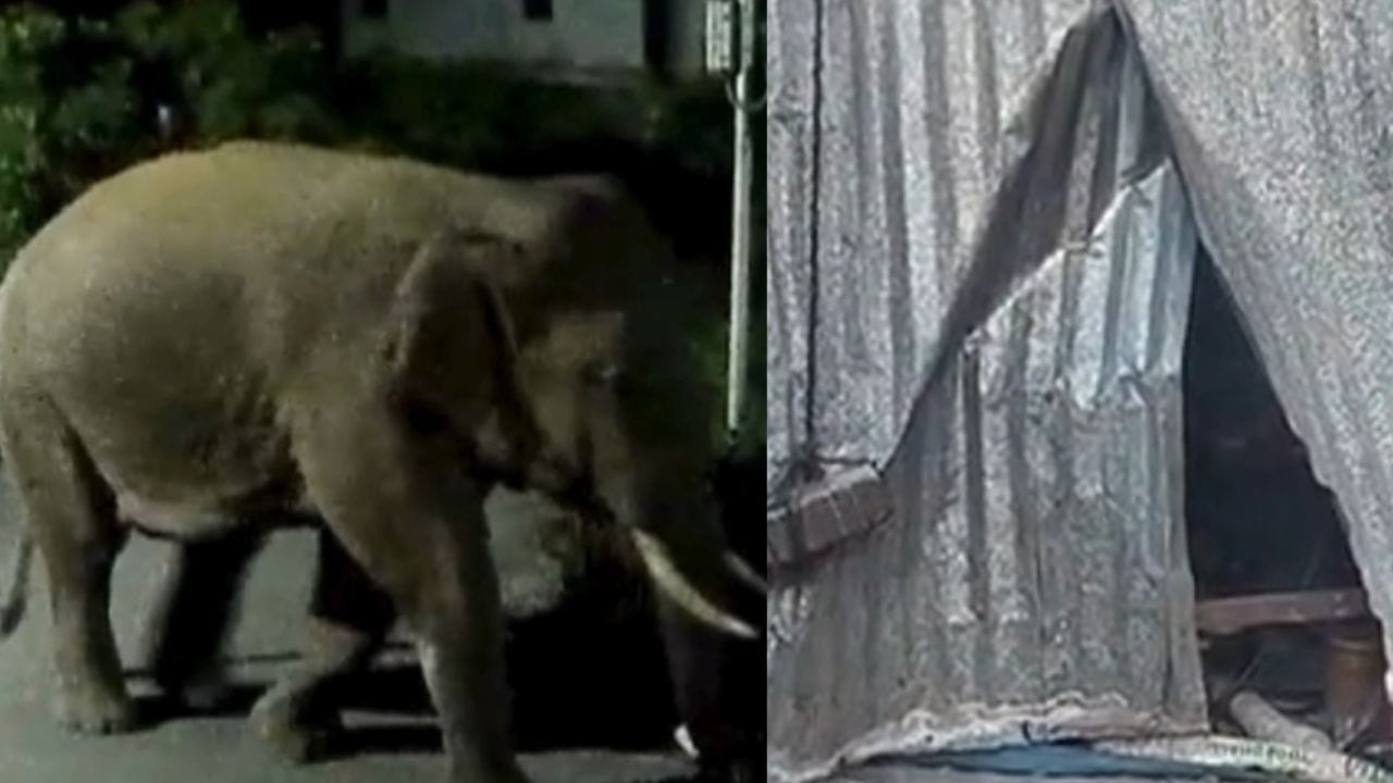 கோவையில் நள்ளிரவில் தொழிலாளர்கள் தங்கிய கொட்டகையை உடைத்த ஒற்றை யானை! கோவையில் நள்ளிரவில் தொழிலாளர்கள் தங்கிய கொட்டகையை உடைத்த ஒற்றை யானை!