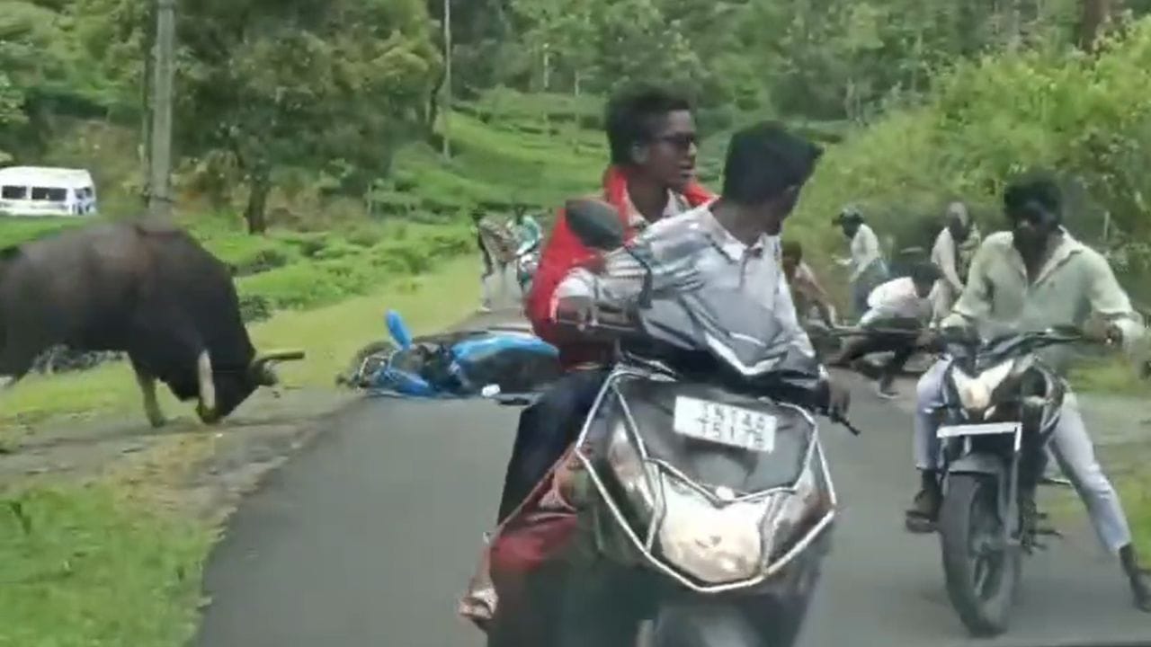 வால்பாறையில் அதிர்ச்சி.. சுற்றுலாப் பயணிகளை முட்டித் தள்ளிய காட்டெருமை.. பதறவைக்கும் வீடியோ! வால்பாறையில் அதிர்ச்சி.. சுற்றுலாப் பயணிகளை முட்டித் தள்ளிய காட்டெருமை.. பதறவைக்கும் வீடியோ!