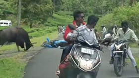 வால்பாறையில் சுற்றுலாப் பயணிகளைப் பந்தாடிய காட்டெருமை வீடியோ!...