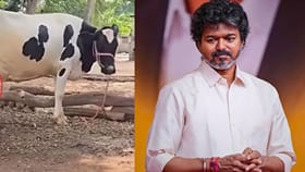 விலையில்லா கறவை மாடுகள் திட்டத்துக்கு ரூ. 57 கோடி நிதி ஒதுக்கீடு...