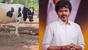 10,000 பெண்களுக்கு விலையில்லா கறவை மாடுகள் – ரூ. 57 கோடி நிதி ஒதுக்கீடு – தமிழக அரசு ஒப்புதல் 10,000 பெண்களுக்கு விலையில்லா கறவை மாடுகள் – ரூ. 57 கோடி நிதி ஒதுக்கீடு – தமிழக அரசு ஒப்புதல்