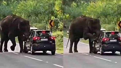 பாய்ந்து வந்த கார்.. வழிமறித்த காட்டு யானை.. திக் திக் நிமிடம்!