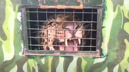 3 மாத போராட்டத்துக்கு பிறகு வசமாக சிக்கிய சிறுத்தை