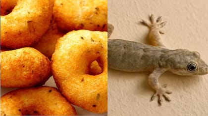 வடையில் பல்லி - கன்னியாகுமரி கடைக்கு சீல் வைத்த அதிகாரிகள்!