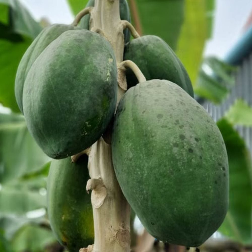 பப்பாளி பெரும்பாலான ஆரோக்கியமான மக்களுக்கு ஒரு பாதுகாப்பான மற்றும் சத்தான பழமாகும். இருப்பினும், நீங்கள் கர்ப்பமாக இருந்தாலோ, உணவு ஒவ்வாமை இருந்தாலோ, அல்லது சிறுநீரக நோய் இருந்தாலோ, உங்கள் தனிப்பட்ட உடல்நிலைக்கு ஏற்ப முடிவுகளை எடுப்பது அவசியம். உங்கள் உணவில் இருந்து எந்தவொரு பழத்தையும் முழுமையாக நீக்குவதற்கு முன்பு மருத்துவரை அணுகுவது சிறந்தது.