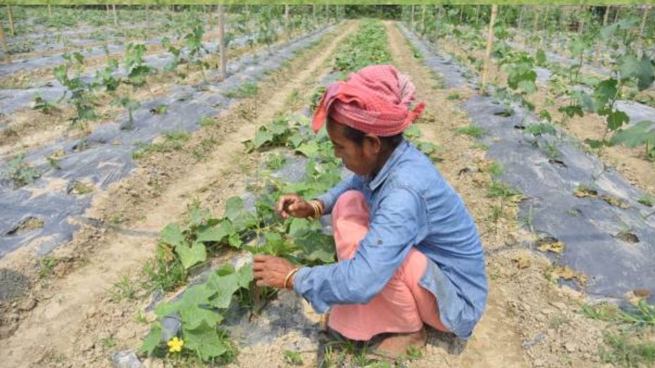 அதாவது நான்கு மாதங்களுக்கு ஒருமுறை ரூ.2,000 விகிதம் ஆண்டுக்கு மூன்று முறை விவசாயிகளின் வங்கி கணக்கில் இந்த பிஎம் கிசான் பணம் வரவு வைக்கப்படும். இந்த திட்டத்தில் இதுவரை 23 தவணைகள் பணம் வழங்கப்பட்டுள்ள நிலையில், 24வது தவணை எப்போது வழங்கப்படும் என எதிர்ப்பார்ப்பு எழுந்துள்ளது.