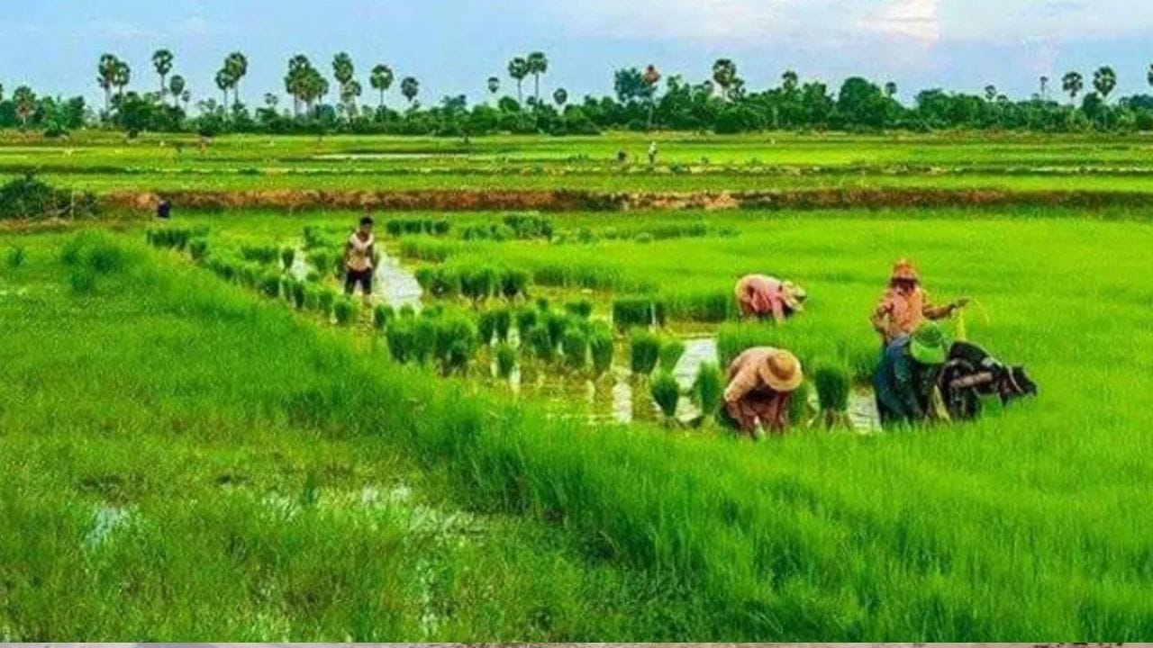 அதாவது, ஒரு விவசாயிக்கு ஆண்டுக்கு ரூ.6,000 இந்த திட்டத்தின் மூலம் வழங்கப்படுகிறது. இந்த பணம் மொத்தமாக ஒரே முறை வரவு வைக்கப்படாமல் ஒவ்வொரு நான்கு மாதங்களுக்கு ஒருமுறை என ஆண்டுக்கு மூன்று முறை ரூ.2,000 விகிதம் பகுதி பகுதியாக ரூ.6,000 வழங்கப்படுகிறது.
