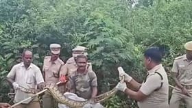 கோழியை விழுங்கிய 12 அடி மலைப்பாம்பு.. போராடிப் பிடித்த வனத்துறை...