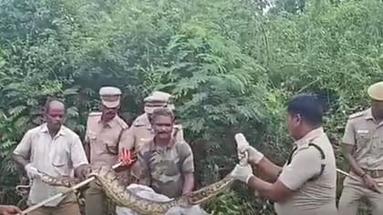 கோழியை விழுங்கிய 12 அடி மலைப்பாம்பு.. போராடிப் பிடித்த வனத்துறை