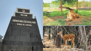வண்டலூர் பூங்காவில் 20 நாட்களுக்கு சபாரி சேவை நிறுத்தம்..