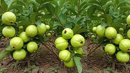 வீட்டில் கொய்யா மரம் எந்த திசையில் இருக்கணும்? வாஸ்து சொல்வது இவை